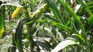 Types of corn Maize [upl. by Parrnell882]