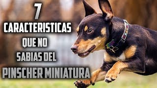 Top 7 Caracteristicas del Pinscher Miniatura [upl. by Nerfe982]