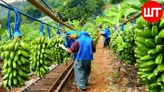 How to fertilize the banana plant to grow it to produce fruit​​​​​​  agri cambo [upl. by Anissa]