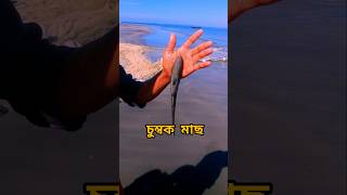 Cox’s Bazar  কক্সবাজার  saint Martin  সেন্ট মার্টিন  চুম্বক মাছ viralshort fish shortvideo [upl. by Anayeek]