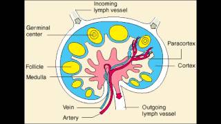 Lymph Node  Follicle Medulla amp Paracortex physiology [upl. by Hahsi473]