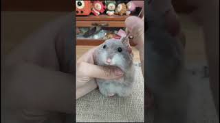 Crafting Cuteness Needle Felting a Charming Hamster  DIY Tutorial [upl. by Lapointe]