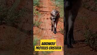 Aardwolfs animals shortsfeed information motivation [upl. by Dunaville]