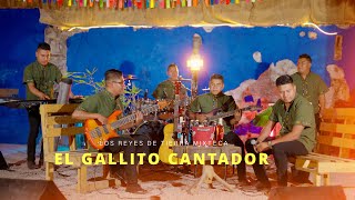 El Gallito Cantador  Los Reyes De Tierra Mixteca Sesión en vivo 2024 [upl. by Ahsinrats]