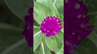 Gomphrena Flower💜 naturephotography beautifulnature blooming [upl. by Vocaay]