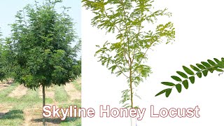 Skyline Honey Locust [upl. by Adleme]