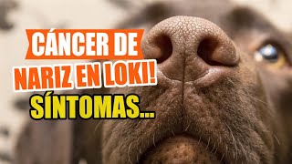 CÁNCER de NARIZ en PERROS 🐶👇Síntomas Causas y Tratamientos [upl. by Yart]