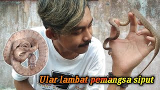 Ular siput pareas carinatus [upl. by Mil]