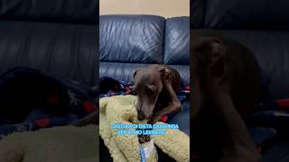 Volete più video così 🫶🏻 piccololevrieroitaliano pli italiangrayhound dog dogs levriero [upl. by Dani256]