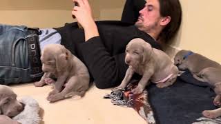 Weimaraners of Gotland [upl. by Orwin]