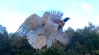 white goshawk pheasant hawking [upl. by Ushijima322]