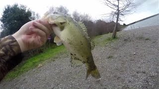 Shinn Ponds Quarrys Fremont San Jose Bay Area Pond Hoppin Pre Spawn Bass Fishing 2017 [upl. by Theone120]