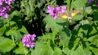 Macroglossum stellatarum the hummingbird hawkmoth [upl. by Madella641]