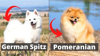 German Spitz vs Pomeranian Which one would be better for you [upl. by Welker]