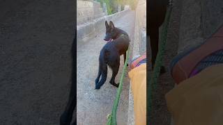 Solid black German shepherd Short Cort [upl. by Monah]