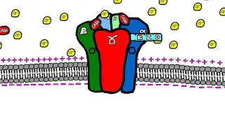 Sedative Drugs Mechanism of Action Benzodiazepines and Barbiturates [upl. by Dich116]