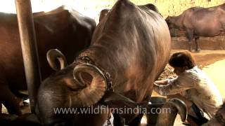 Milking while the cow eats  Garbage in garbage out [upl. by Shelden]