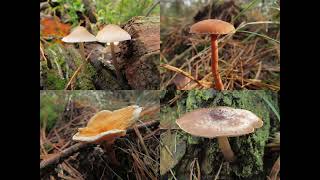 Beelden uit de afwisselende wereld van de paddenstoelen en meer [upl. by Oiziruam]