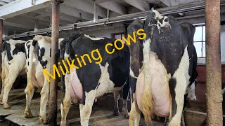 milking cows and doing chores winter farming in Wisconsin [upl. by Jeni]