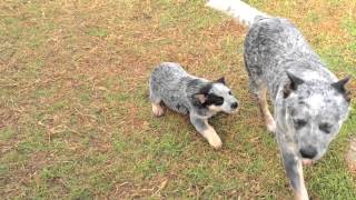 Australian Cattle Dogs  HallsHeelers Puppy Update 34  6th July 2013 [upl. by Arikihs431]