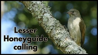 LESSER HONEYGUIDE calling [upl. by Nomihs]