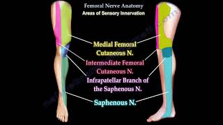 Femoral Nerve Anatomy  Femoral nerve injury [upl. by Anyrtak]