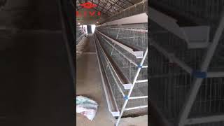 Type A Manual Poultry Layer Cage System Chicken Egg Farming in Nigeria [upl. by Hughett]