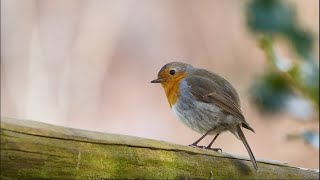 Birdsong European Robin Singing relax [upl. by Anirret]