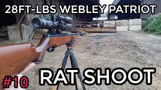 28FTLBS CLASSIC WEBLEY 25 CAL RAT SESSIONSLEDGE HAMMER FOR A WALNUT [upl. by Mikahs]