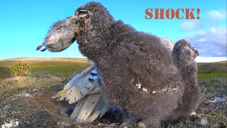 Snowy owls two lemmings for a snack [upl. by Retsbew]