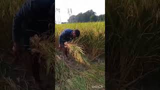 Mehnat se sinch is mitti ko dhankikheti short viral youtube videos [upl. by Akiras840]