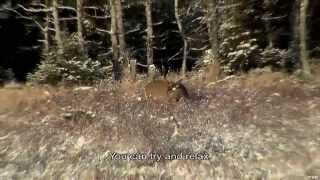 Deer hunting on Anticosti Island [upl. by Noby]