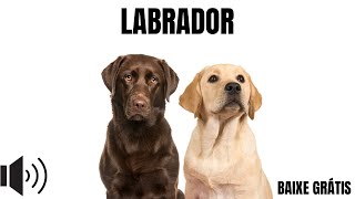 labrador latindo  BAIXE GRÁTIS link na descrição [upl. by Namie694]