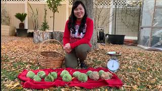 Atemoya Harvest  Thu Hoạch Mãng Cầu LisaÚcDo Thái Xanh Na Việt Nam Ở Nam Cali [upl. by Verge886]