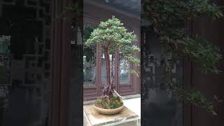 asmr plants bonsai shorts youtubeshorts [upl. by Dodwell19]