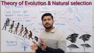 Theory of Evolution  Natural selection  Fsc Biology 12 [upl. by Chrysler514]