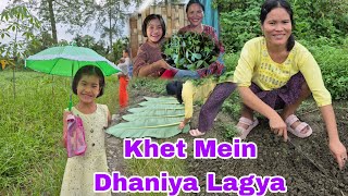 Khet Mein Dhaniya Seed Lagya  Maa beti ek Plate Mein khana Khaya  Cooking and Eathing [upl. by Olwen]