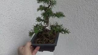 Bonsai Wacholder [upl. by Gradey]