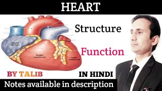 Heart Anatomy And Physiology In hindi  Structure  Function  Circulatory System [upl. by Nevanod]