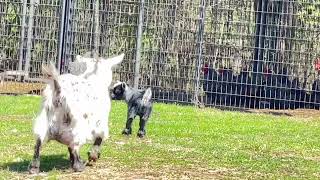 Baby Pygmy Goat first time exploring outside the barn Running jumping in playing [upl. by Rinum]