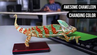 Chameleon Changing Color  Animals are Awesome [upl. by Nanji96]