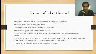 Polygenic inheritance Kernel colour in Wheat [upl. by Sualk]