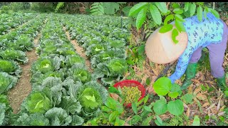 Pick canarium fruit hoe the ground sow vegetable seeds and braise canarium fruit [upl. by Medarda847]