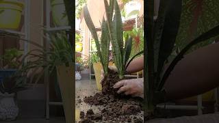 propagating snake plant gardening decor naturetherapy shorts [upl. by Draillih130]