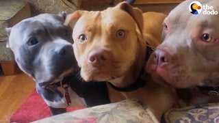 Aggressive Pit Bulls Are Gentle With Everyone They Meet  The Dodo [upl. by Eelidnarb]