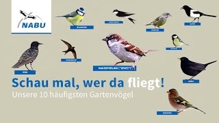 Top 10 GartenVögel So könnt Ihr sie erkennen [upl. by Gaskin]