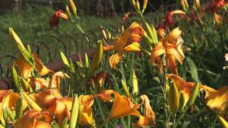 How to Grow Flowers Lilies and Daylilies [upl. by Hera]