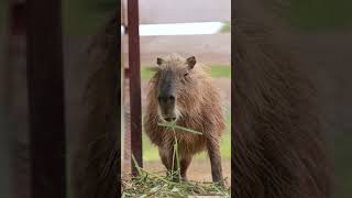 Capybara Eating grass🥰❤️ [upl. by Gabie232]