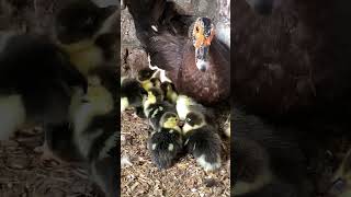 Duck harvesting eggs to chicks harvesting babyduck [upl. by Dumah]