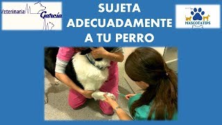 APRENDE A SUJETAR A UN PERRITO QUE SE MUEVE MUCHO PARA SU VACUNA [upl. by Nitsugua]